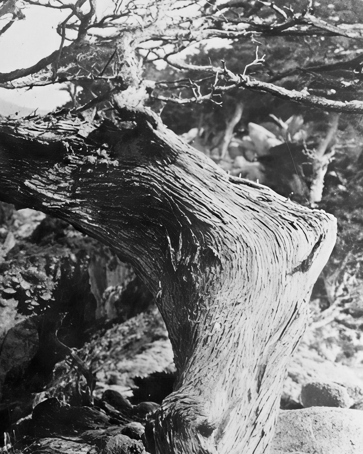 Near Carmel 1929